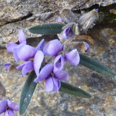 Hovea heterophylla (Common Hovea) at Isaacs Ridge - 9 Aug 2015 by Mike