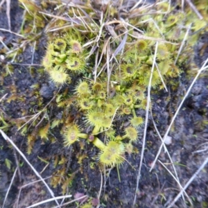 Drosera sp. at Isaacs, ACT - 9 Aug 2015 04:17 PM