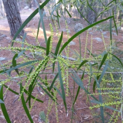 Acacia floribunda (White Sally Wattle, Gossamer Wattle) at Isaacs, ACT - 9 Aug 2015 by Mike