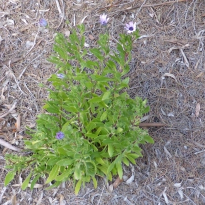 Dimorphotheca ecklonis (African Daisy) at Isaacs, ACT - 9 Aug 2015 by Mike