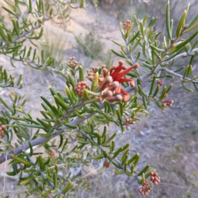 Grevillea juniperina (Grevillea) at Isaacs Ridge - 9 Aug 2015 by Mike