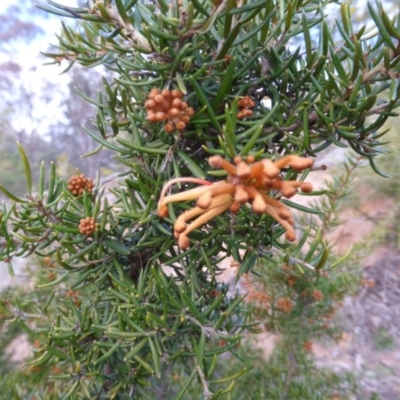 Grevillea juniperina (Grevillea) at Isaacs Ridge - 9 Aug 2015 by Mike