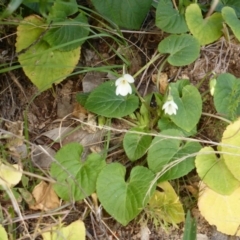 Viola odorata (Sweet Violet, Common Violet) at Isaacs, ACT - 9 Aug 2015 by Mike