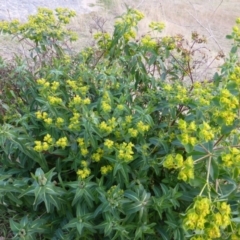 Euphorbia oblongata (Egg-leaf Spurge) at Isaacs, ACT - 9 Aug 2015 by Mike