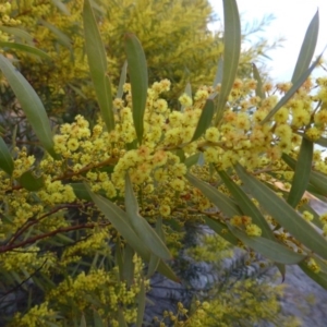 Acacia rubida at Isaacs, ACT - 9 Aug 2015 04:59 PM