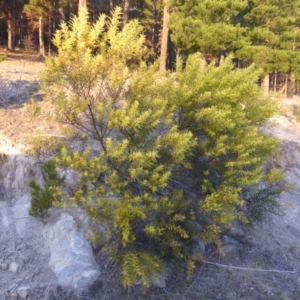 Acacia rubida at Isaacs, ACT - 9 Aug 2015 04:59 PM