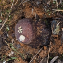 Calostoma fuscum (Common Prettymouth) at Cotter River, ACT - 19 Jun 2015 by KenT