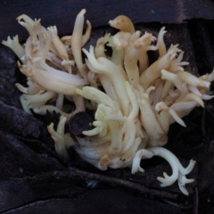 Ramaria sp. at Brindabella, NSW - 19 Jun 2015 by KenT