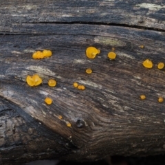 Heterotextus sp. at Cotter River, ACT - 19 Jun 2015