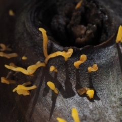 Calocera sp. at Cotter River, ACT - 19 Jun 2015 10:58 AM