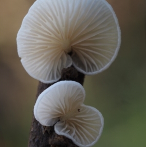 Crepidotus sp. at Cotter River, ACT - 19 Jun 2015 09:51 AM