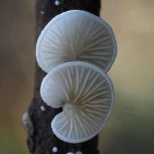 Crepidotus sp. at Cotter River, ACT - 19 Jun 2015