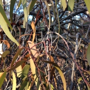 Amyema pendula subsp. pendula at Nicholls, ACT - 9 Aug 2015 11:23 PM