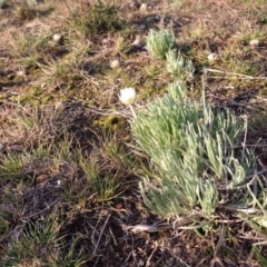 Leucochrysum albicans subsp. tricolor (Hoary Sunray) at Nicholls, ACT - 9 Aug 2015 by gavinlongmuir