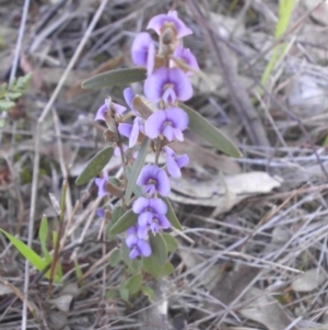 Hovea heterophylla at Majura, ACT - 10 Aug 2015 11:23 AM