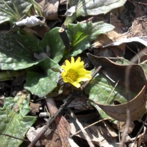 Cymbonotus sp. (preissianus or lawsonianus) at Majura, ACT - 10 Aug 2015