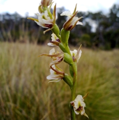 Prasophyllum viriosum (Stocky leek orchid) at Tennent, ACT - 14 Mar 2012 by EmmaCook