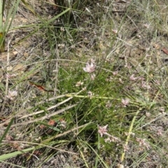 Laxmannia gracilis at O'Connor, ACT - 13 Jan 2012