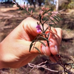 Indigofera australis subsp. australis (Australian Indigo) at Crace, ACT - 24 Oct 2013 by EmmaCook