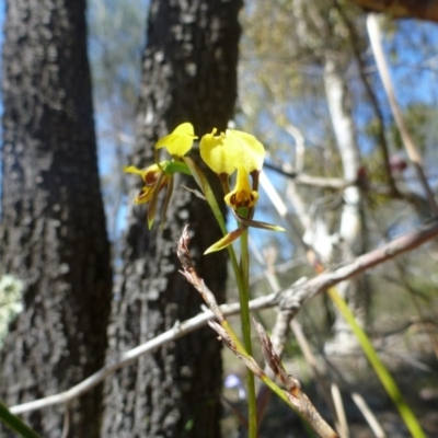 Diuris sulphurea (Tiger Orchid) at Theodore, ACT - 29 Oct 2013 by EmmaCook