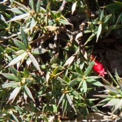 Astroloma humifusum (Cranberry Heath) at O'Malley, ACT - 10 Aug 2015 by galah681