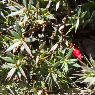 Astroloma humifusum (Cranberry Heath) at O'Malley, ACT - 10 Aug 2015 by galah681