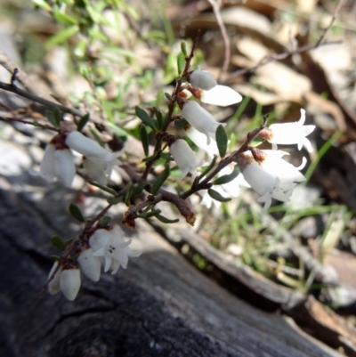 Cryptandra amara (Bitter Cryptandra) at O'Malley, ACT - 10 Aug 2015 by galah681