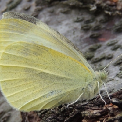 Pieris rapae (Cabbage White) at Tharwa, ACT - 9 Apr 2014 by MichaelBedingfield