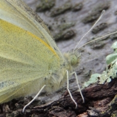 Pieris rapae at Tharwa, ACT - 9 Apr 2014