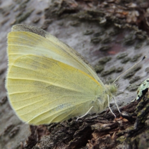 Pieris rapae at Tharwa, ACT - 9 Apr 2014