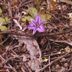 Thysanotus patersonii (Twining Fringe Lily) at Majura, ACT - 24 Sep 2014 by EmmaCook