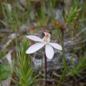 Caladenia fuscata at Majura, ACT - suppressed