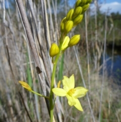 Bulbine glauca (Rock Lily) at Greenway, ACT - 27 Oct 2013 by EmmaCook