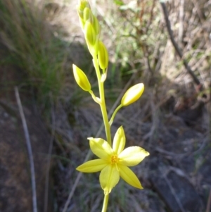 Bulbine glauca at Greenway, ACT - 28 Oct 2013 12:00 AM