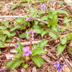 Viola betonicifolia at Farrer Ridge - 29 Oct 2013