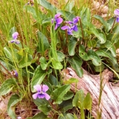 Viola betonicifolia at Farrer Ridge - 29 Oct 2013