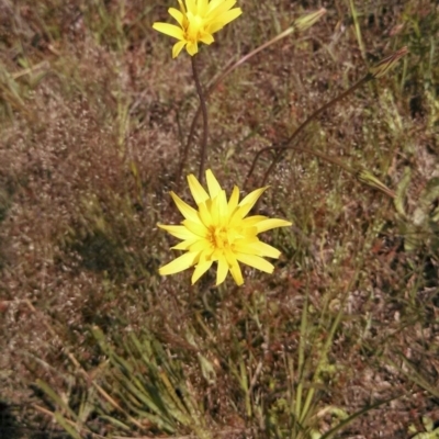 Microseris walteri (Yam Daisy, Murnong) at Mount Taylor - 21 Oct 2014 by EmmaCook