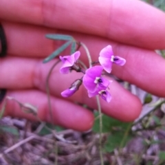 Glycine clandestina (Twining Glycine) at Mount Taylor - 21 Oct 2014 by EmmaCook