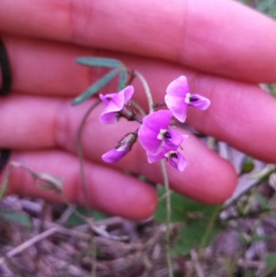 Glycine clandestina (Twining Glycine) at Kambah, ACT - 21 Oct 2014 by EmmaCook