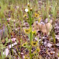 Drosera gunniana (Pale Sundew) at Majura, ACT - 23 Sep 2014 by EmmaCook