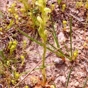 Hymenochilus cycnocephalus at Wanniassa Hill - 10 Oct 2014