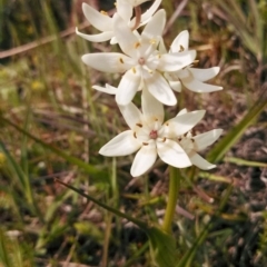 Wurmbea dioica subsp. dioica (Early Nancy) at Majura, ACT - 25 Sep 2014 by EmmaCook