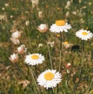 Leucochrysum albicans subsp. tricolor at Majura, ACT - 3 Oct 2014