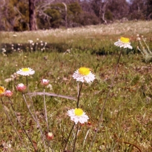 Leucochrysum albicans subsp. tricolor at Majura, ACT - 3 Oct 2014