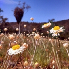 Leucochrysum albicans subsp. tricolor at Majura, ACT - 3 Oct 2014