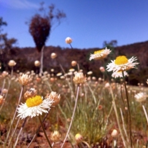 Leucochrysum albicans subsp. tricolor at Majura, ACT - 3 Oct 2014