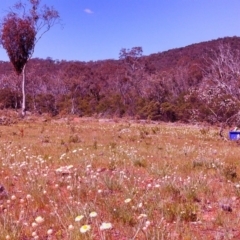 Leucochrysum albicans subsp. tricolor at Majura, ACT - 3 Oct 2014