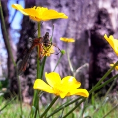 Ranunculus lappaceus at Hall, ACT - 8 Oct 2014