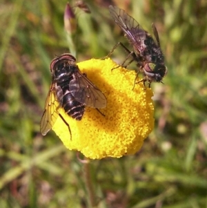 Craspedia sp. at Hall, ACT - 8 Oct 2014