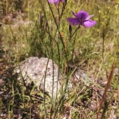 Thysanotus tuberosus subsp. tuberosus at Dunlop, ACT - 3 Nov 2014